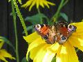 2014-08-09 Broczyno - Drahim